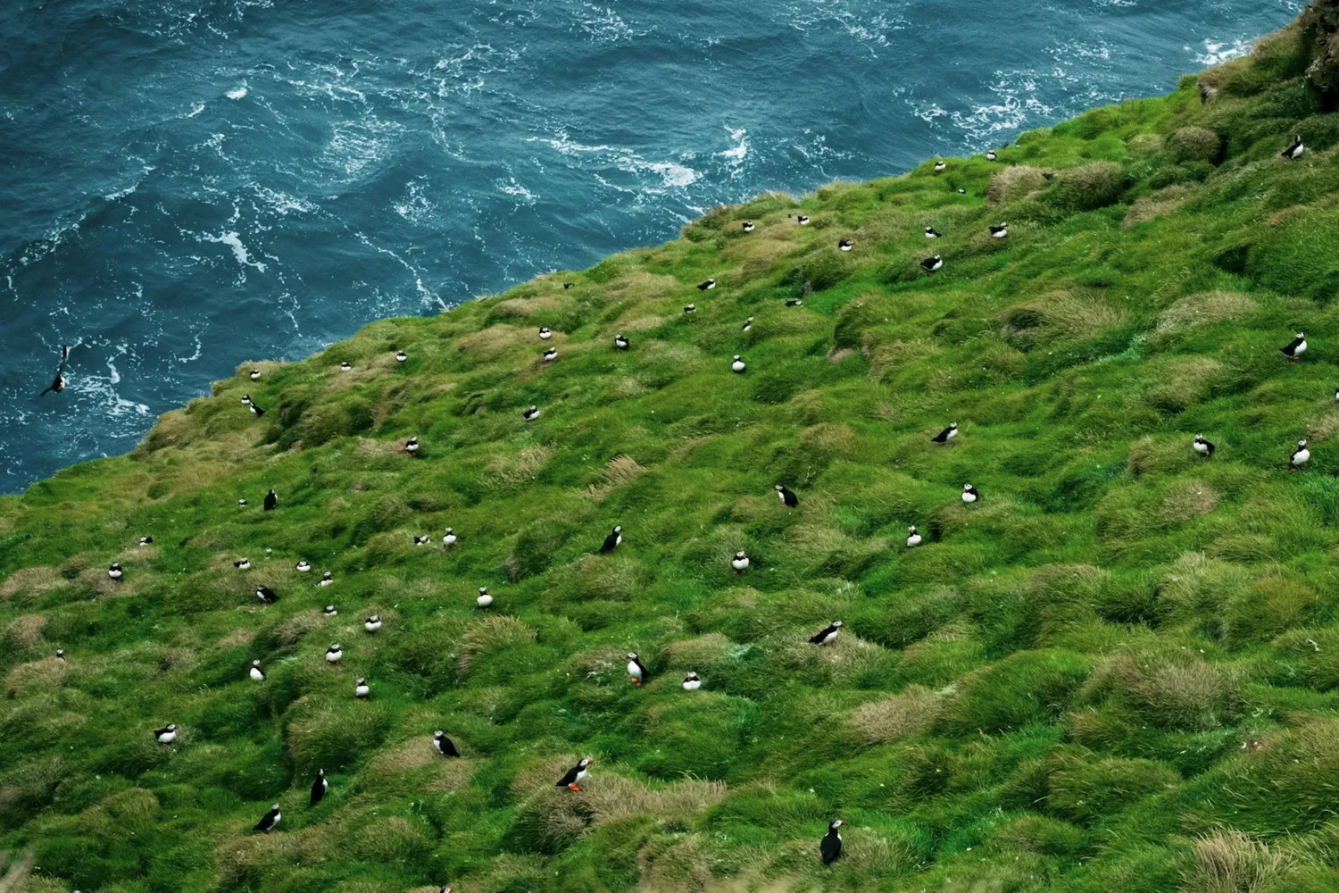Westman Islands 3