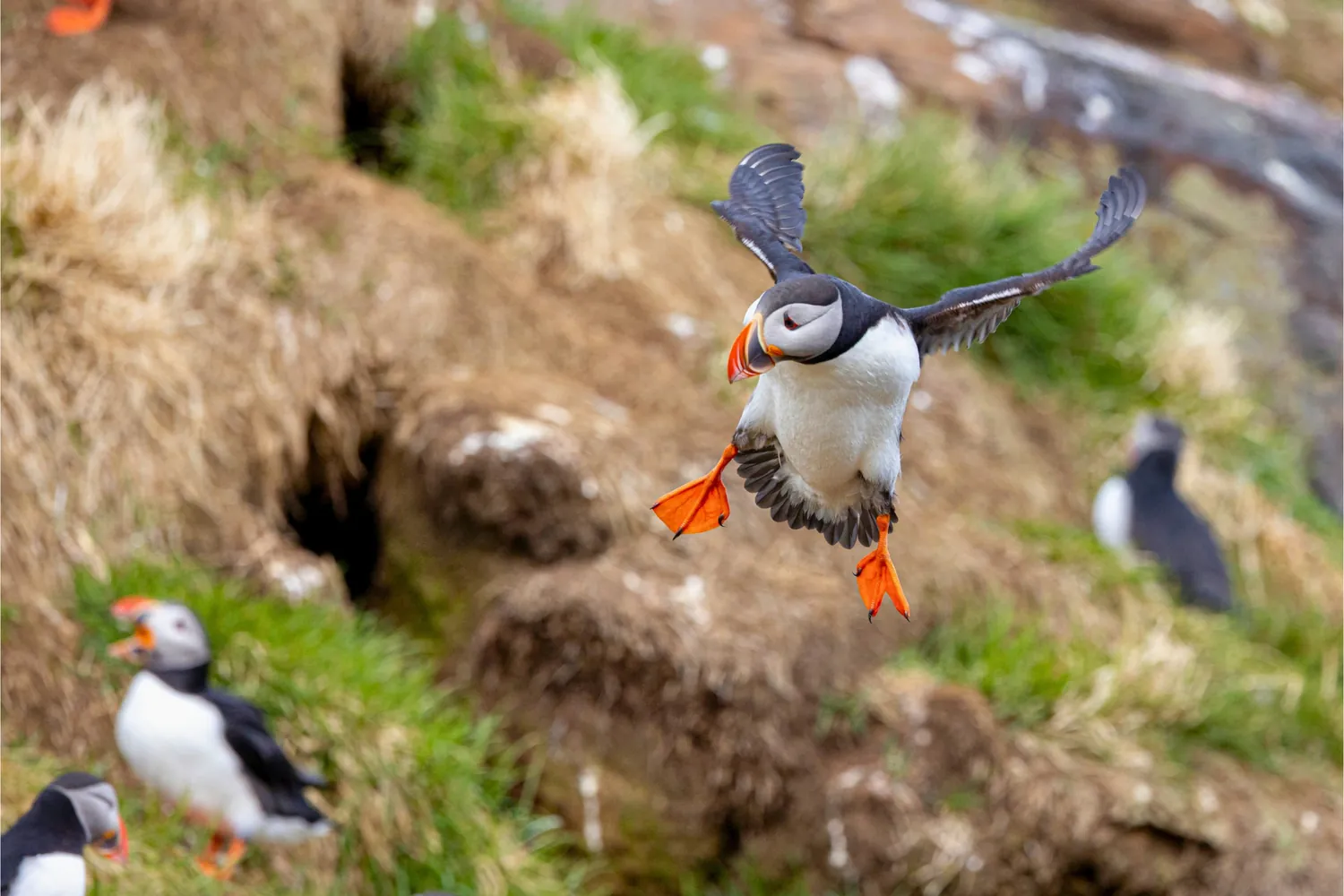 Westman Islands 4